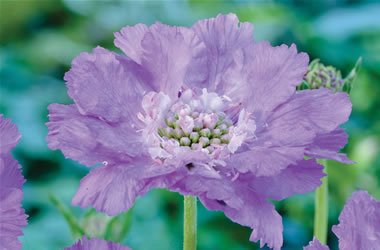 Scabiosa Debbie Norgate