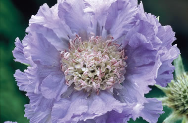 Scabiosa Fama Blue