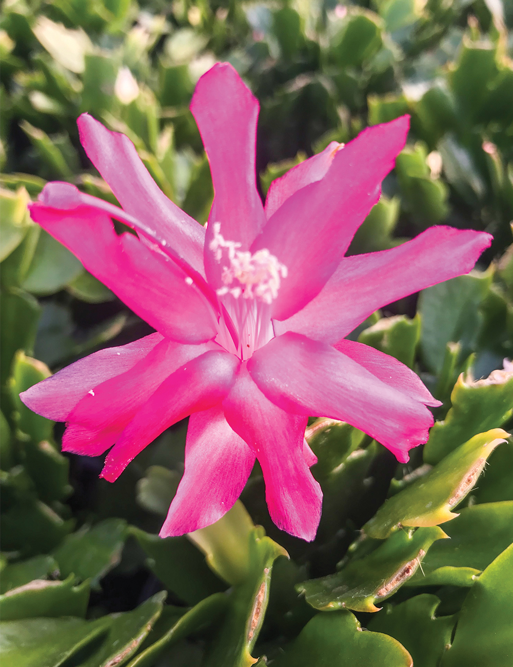 Zygocactus Amazonia 'Pink'