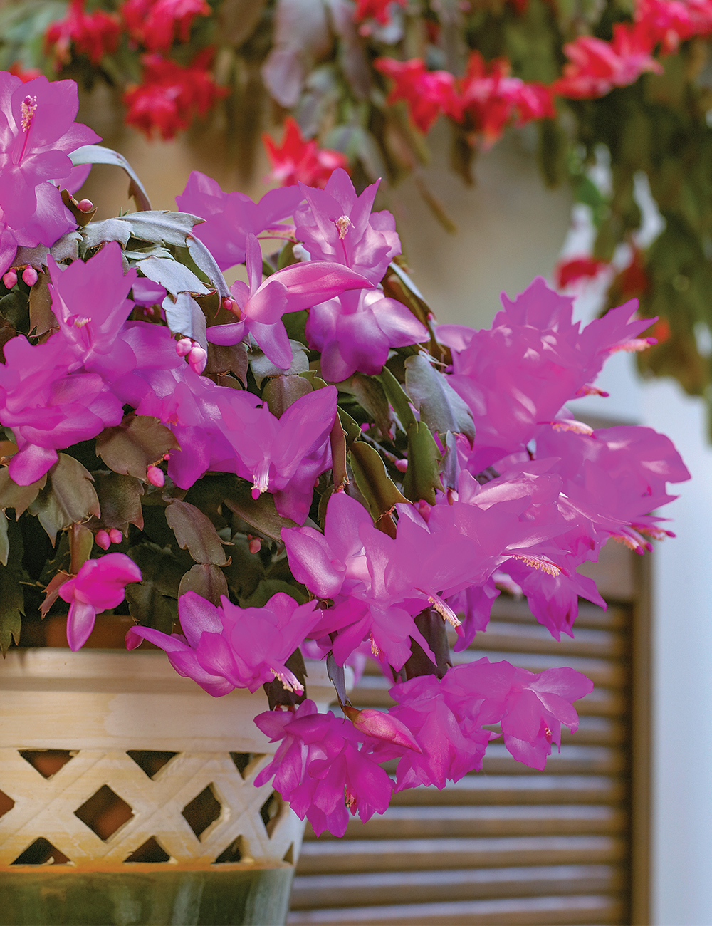 Zygocactus Amazonia 'Purple'