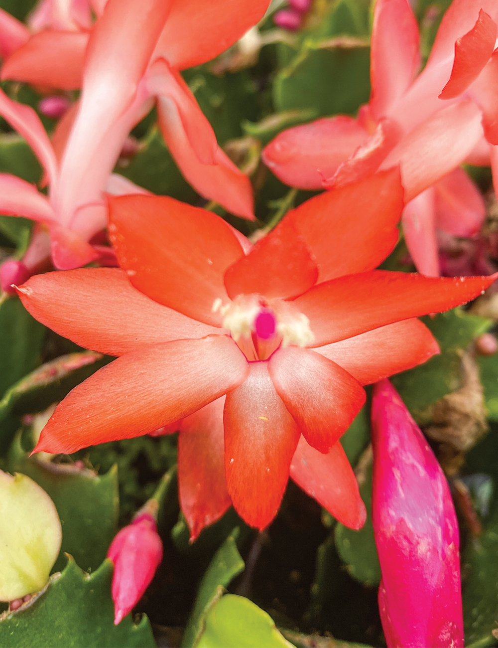 Zygocactus Amazonia 'Orange'