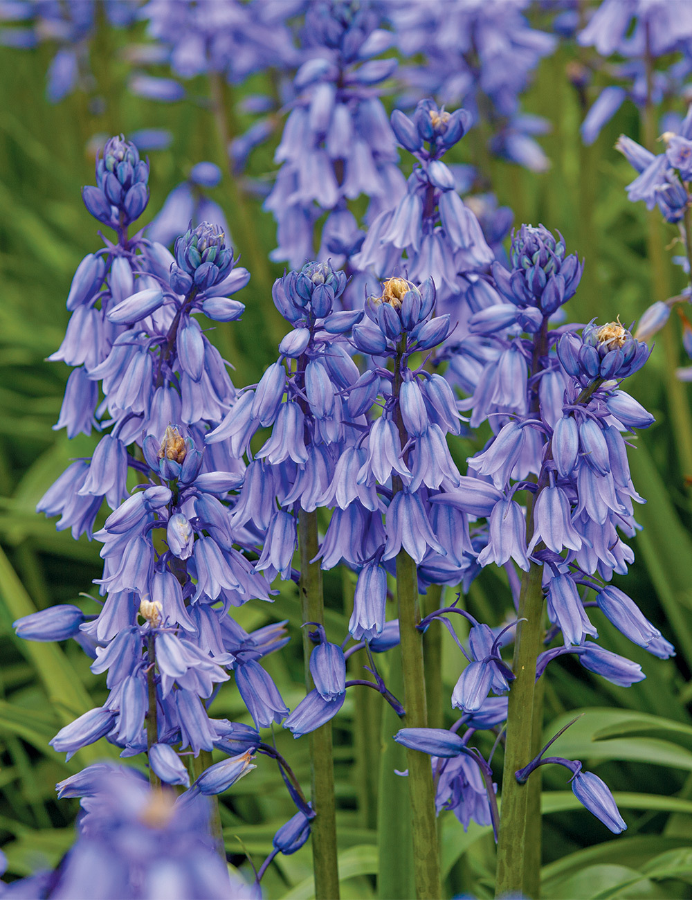 Bluebell Blue