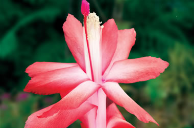 Zygocactus Caribbean Dancer