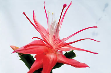 Zygocactus Fantasia