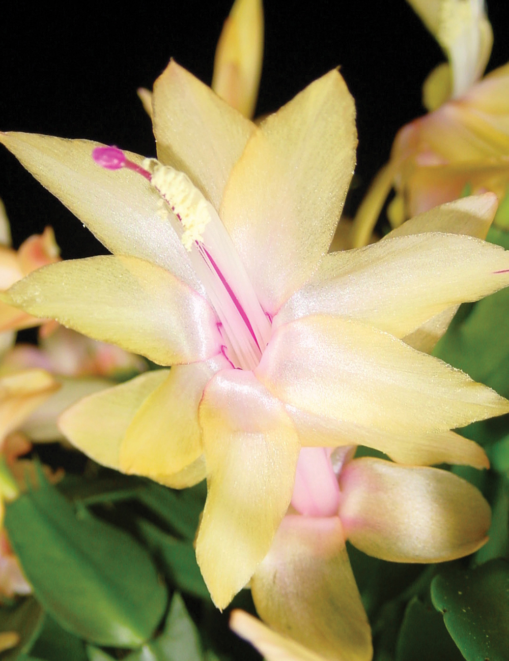 Zygocactus 'Limelight Dancer'