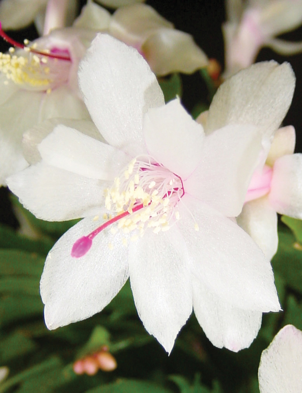 Zygocactus 'Malissa'