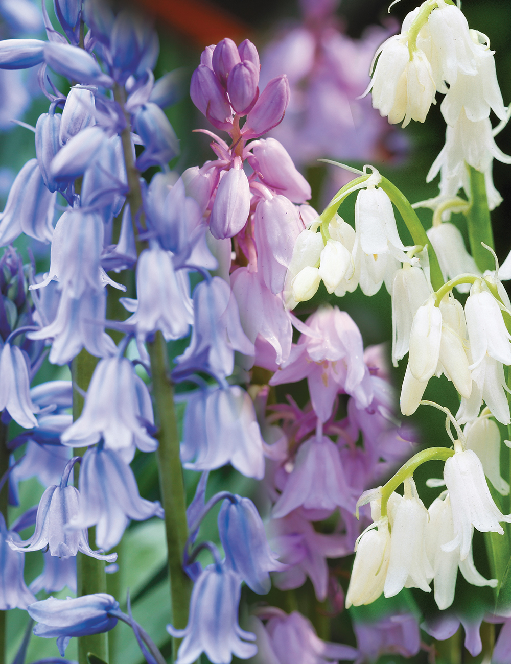 Bluebells Mixed