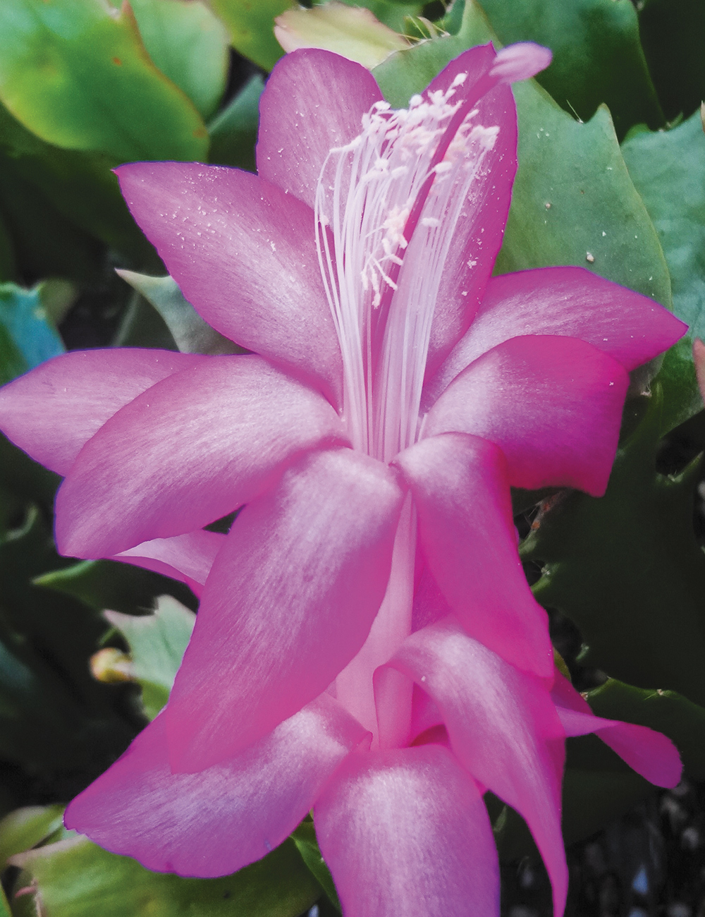 Zygocactus 'Purple Dancer'