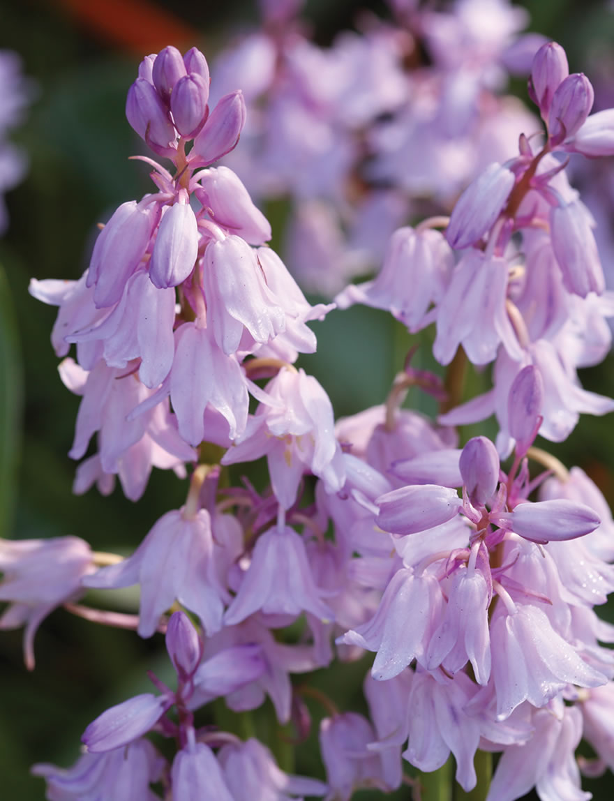 Bluebells Pink