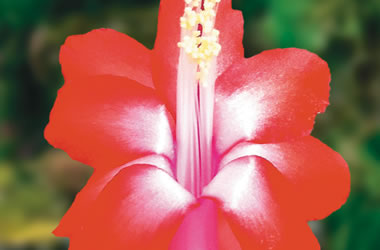 Zygocactus Collection Peach Parfait