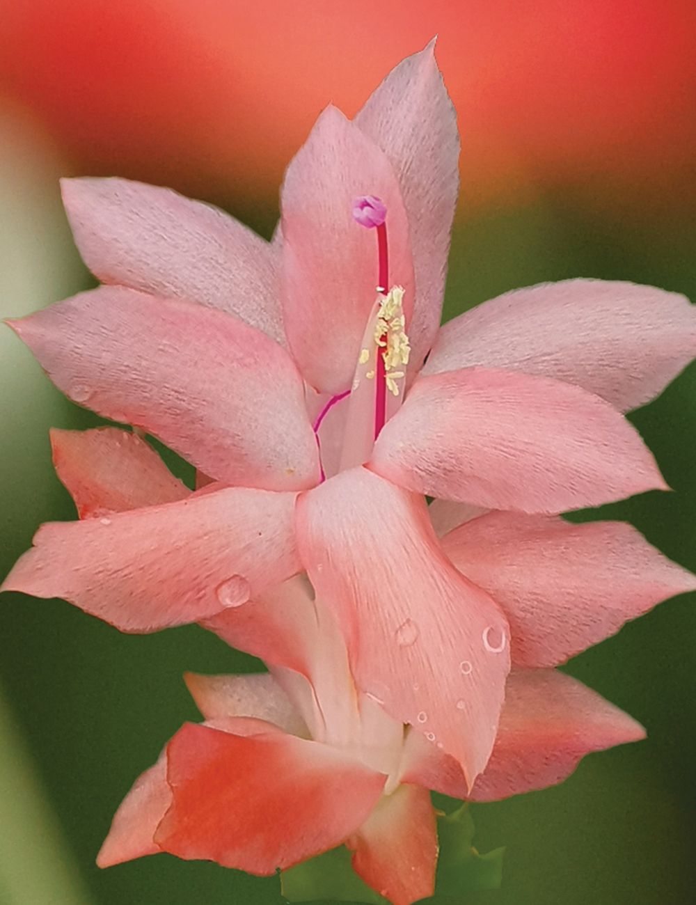 Zygocactus 'Thor Freya'