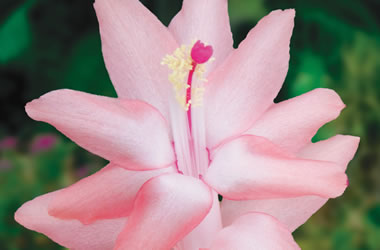 Zygocactus Collection Twilight Tango