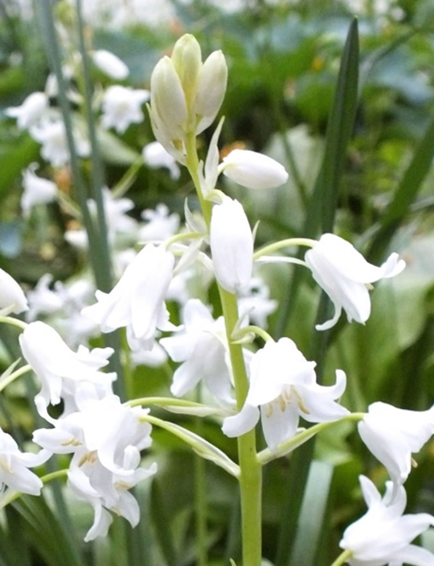 Bluebell White City