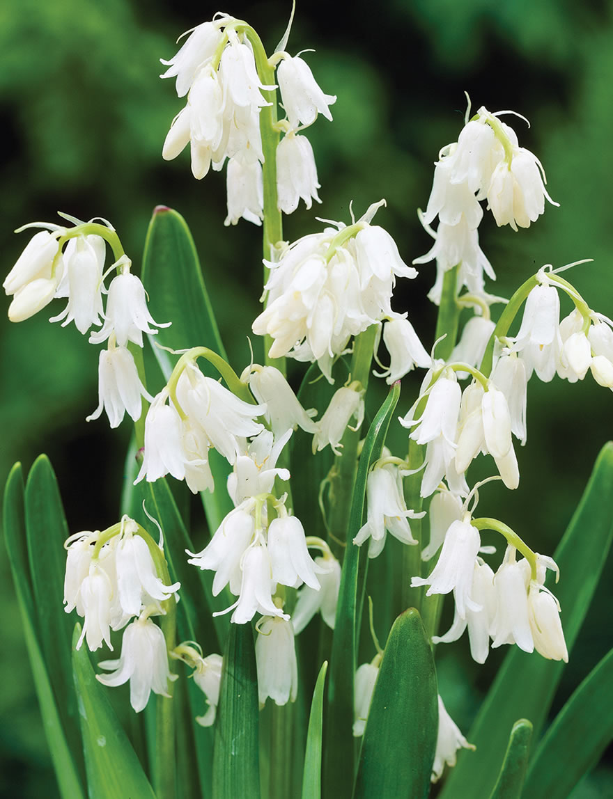 Bluebells White