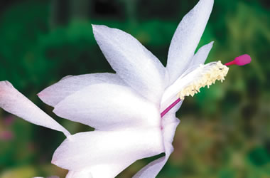Zygocactus Collection White Christmas
