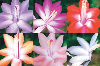 Zygocactus Collection