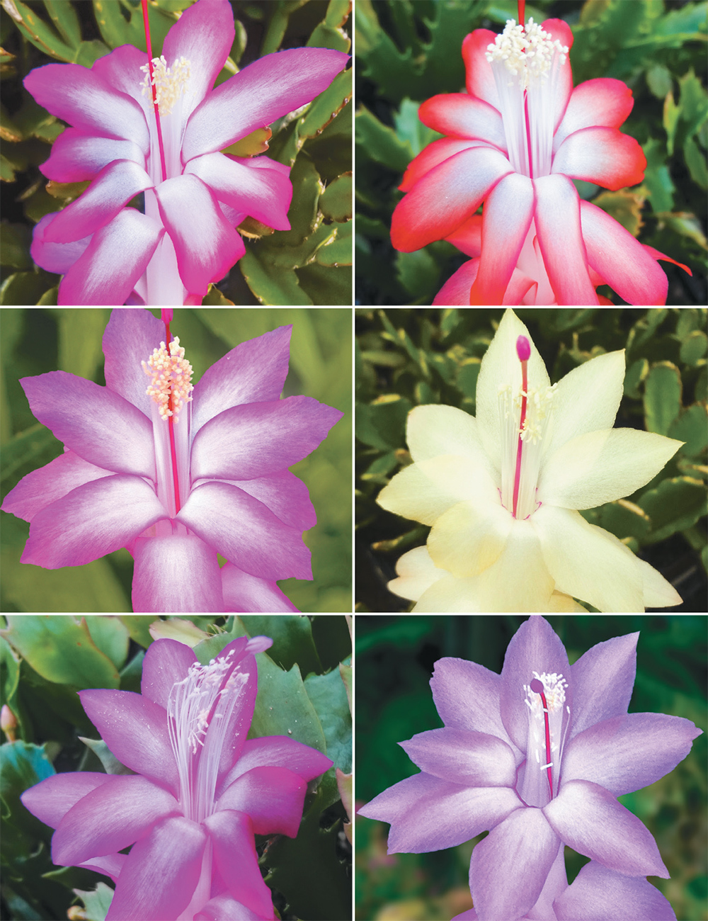 Zygocactus clearance