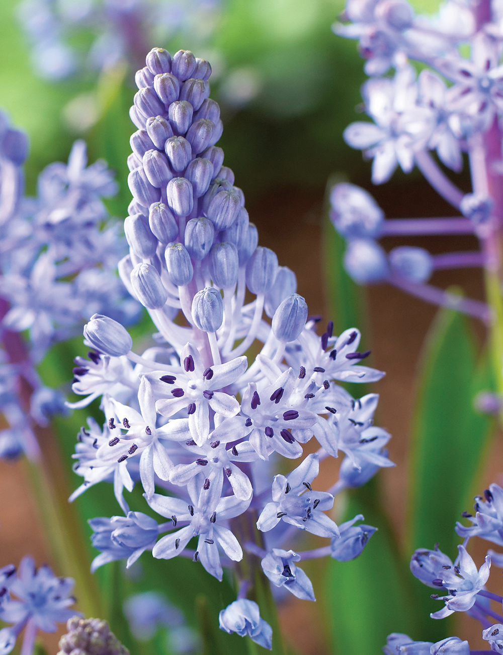 Scilla 'Amethyst Meadow Squill'