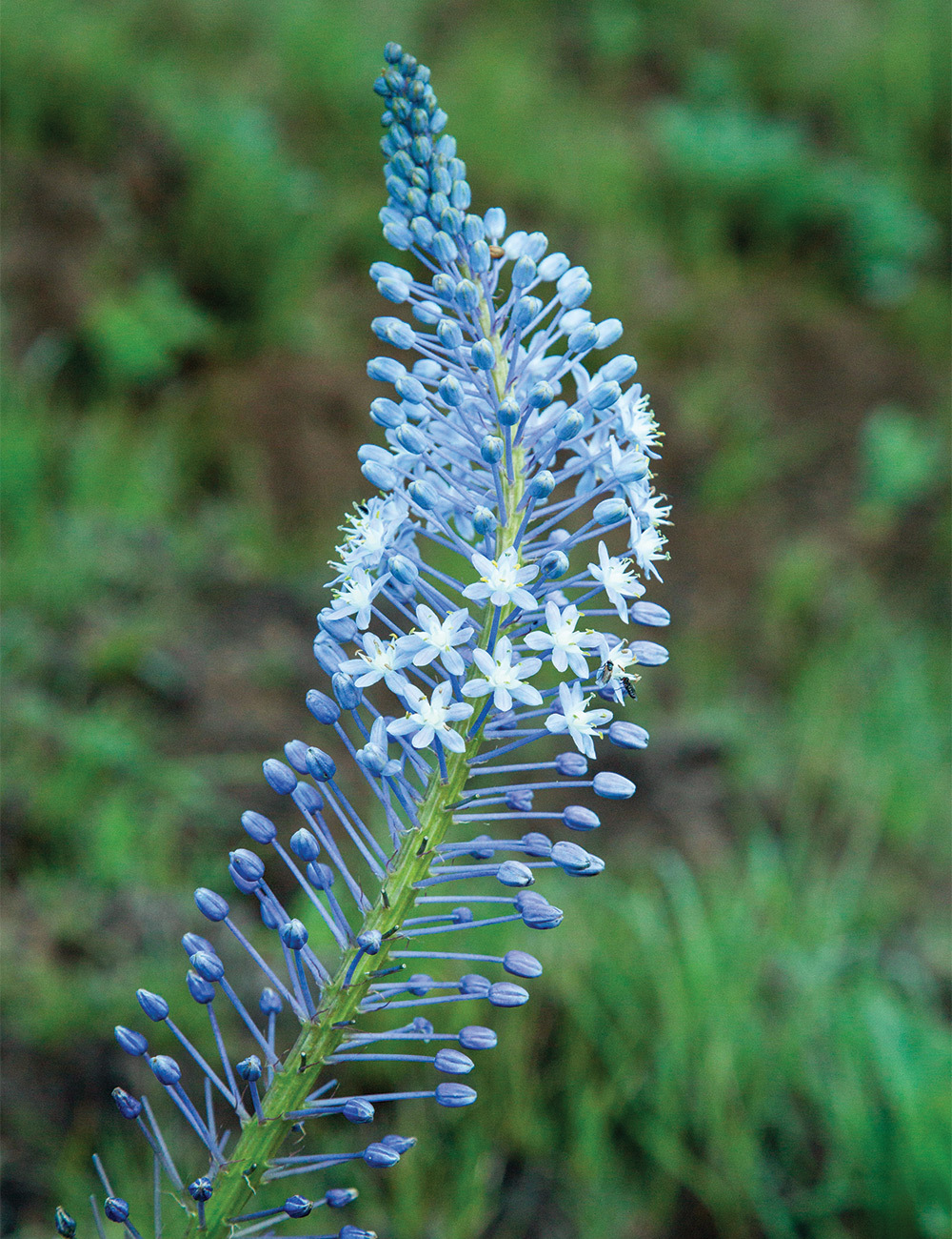 Blue Squill