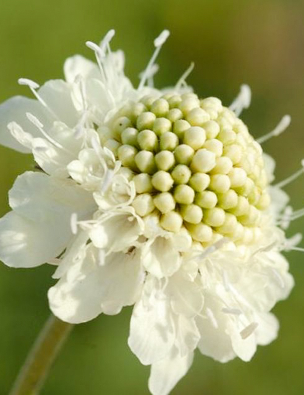 Scabiosa 'Moon Dance'