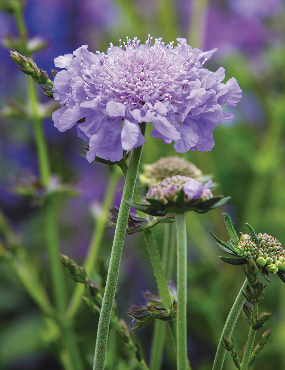 Scabiosa 'Paradise Blue'