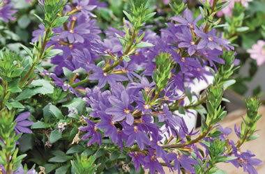 (21C) Scaevola 'Blue Print'