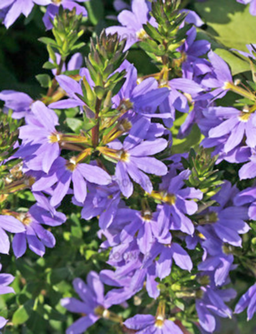 Scaevola Fairy Blue