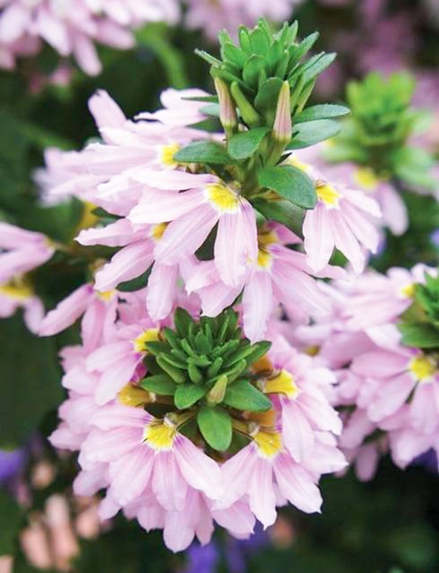 Scaevola Fairy Pink