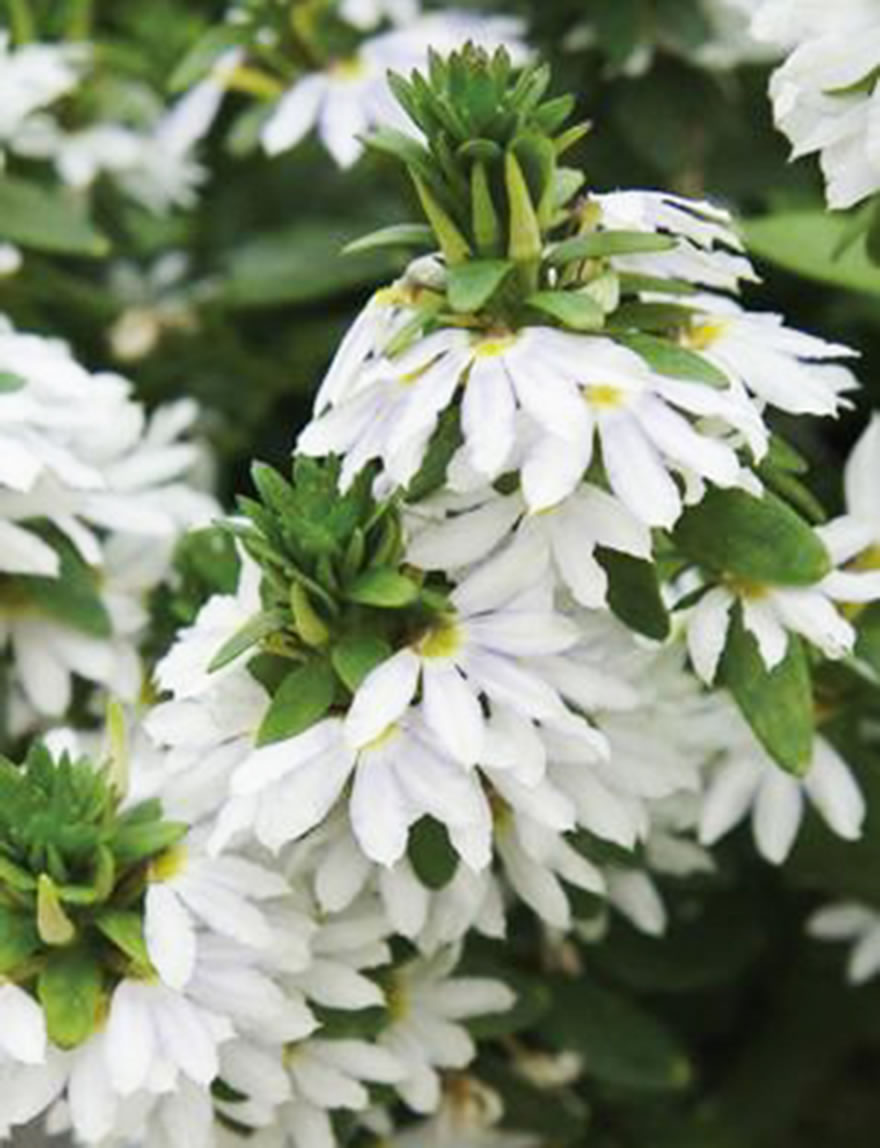Scaevola Fairy White