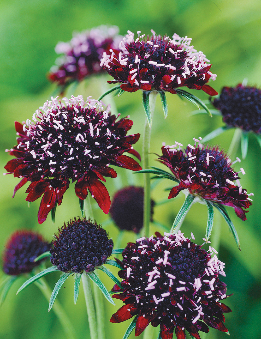 Scabiosa Egyptian Rose