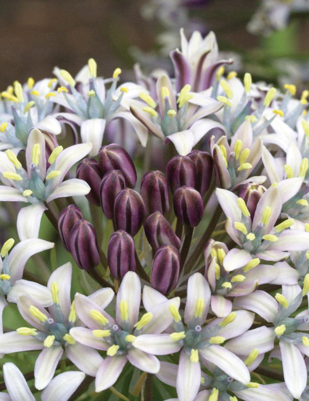 Portuguese Squill 'Hughii'