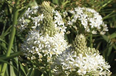 Scilla White Havana Lily