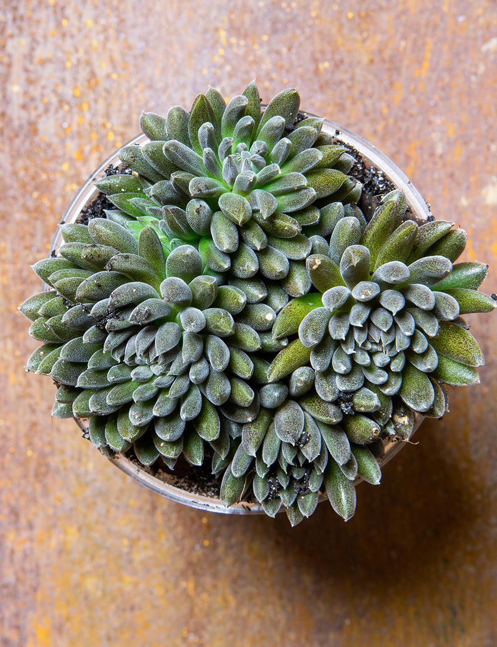 Chinese Jade Hedgehog