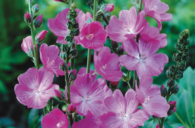 Sidalcea Purpetta