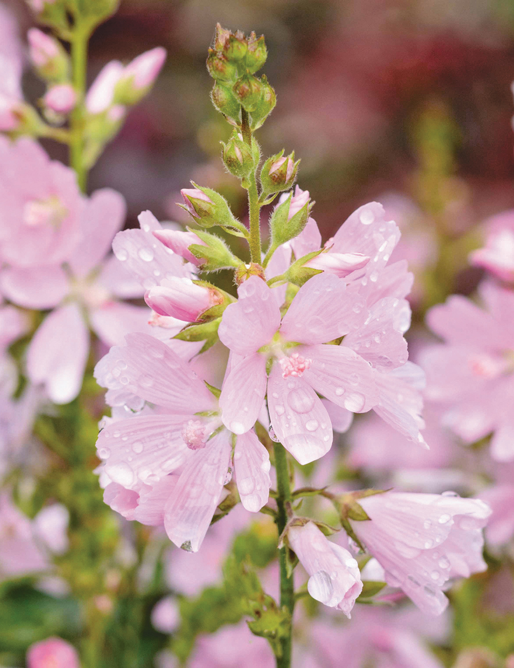 Sidalcea Rosaly