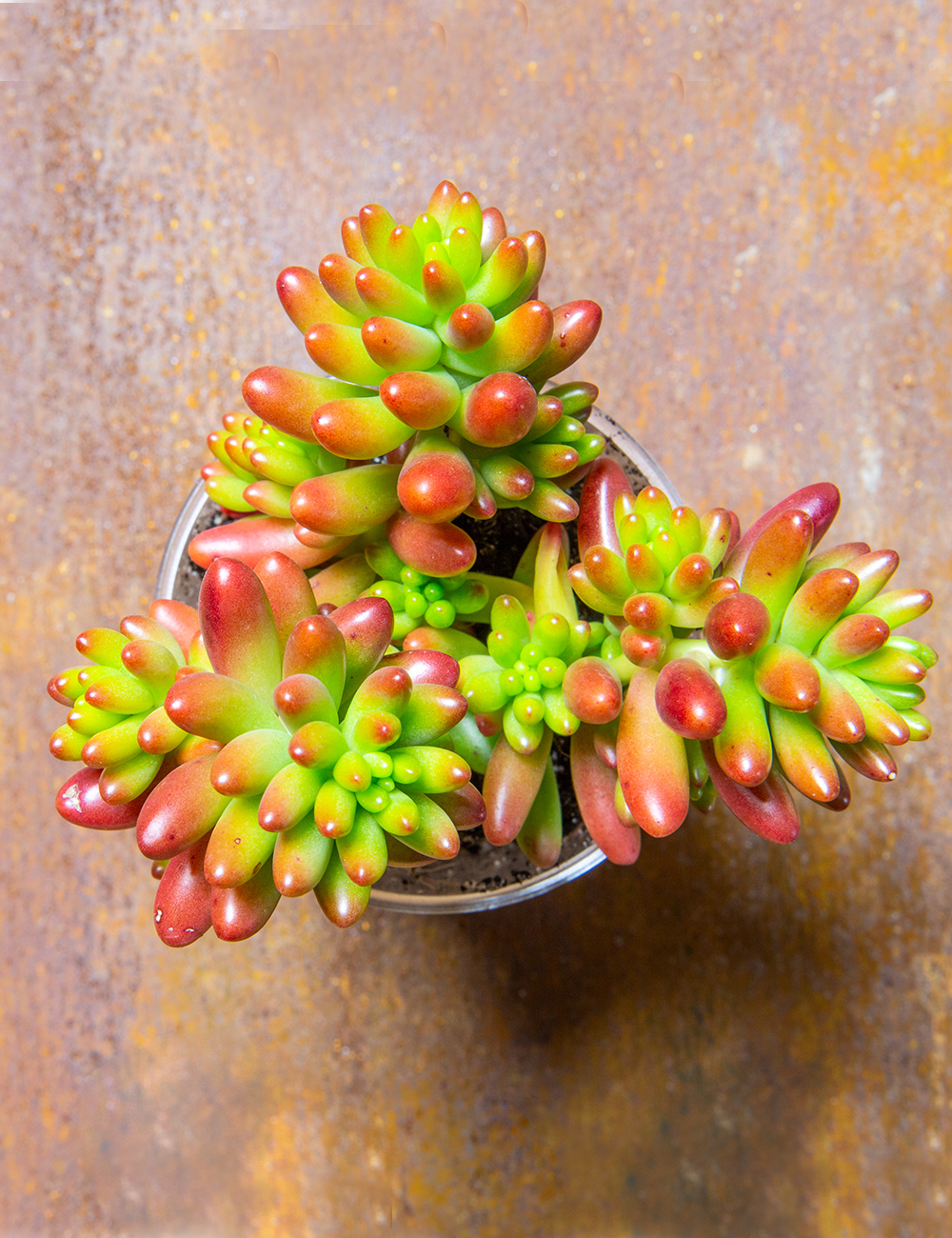 Sedum Baby Jelly Beans