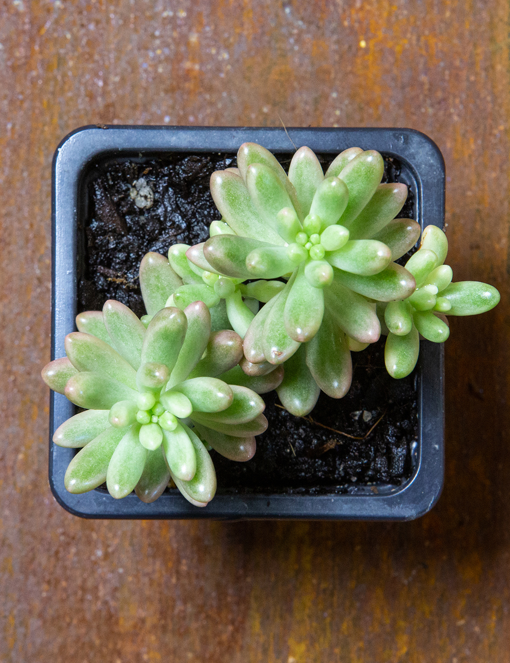 Sedum 'Pink Jelly Beans'