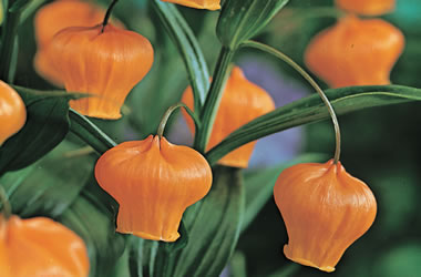 (13B) Chinese Lantern Lily