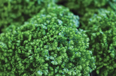 Selaginella Green