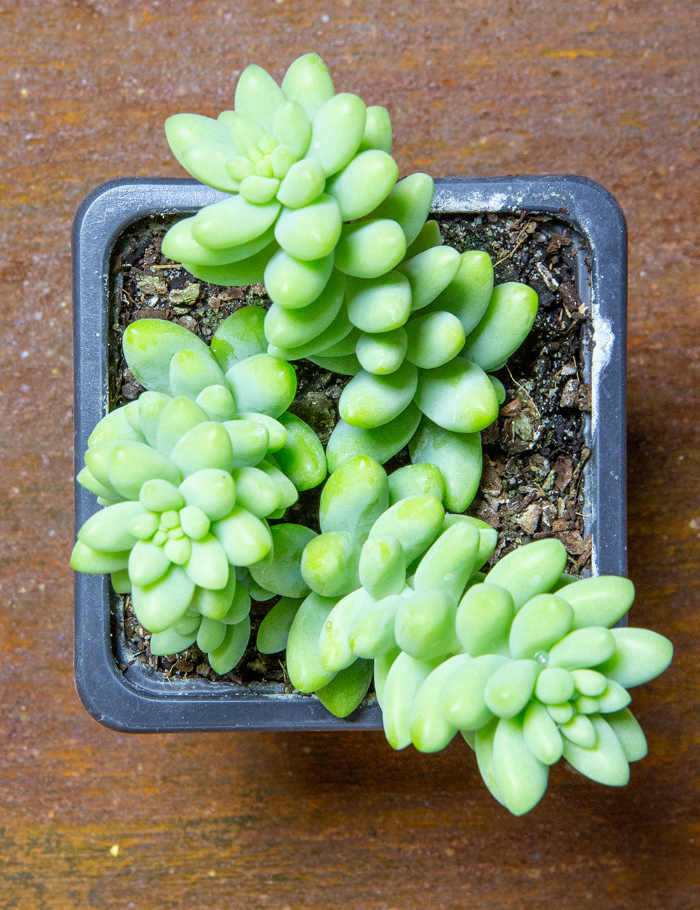 Burros Tail 'Burrito'