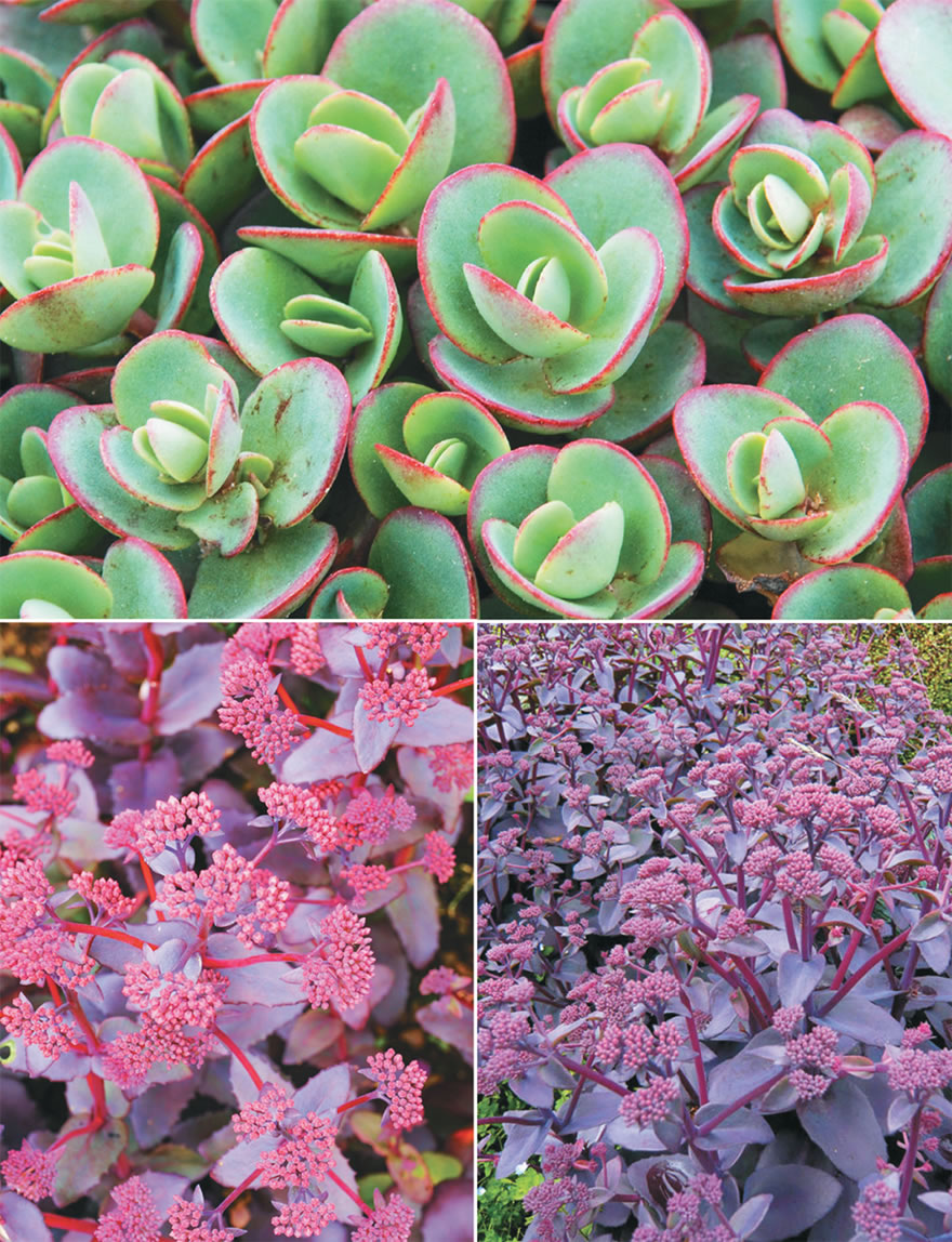 Sedum (reduced) Collection