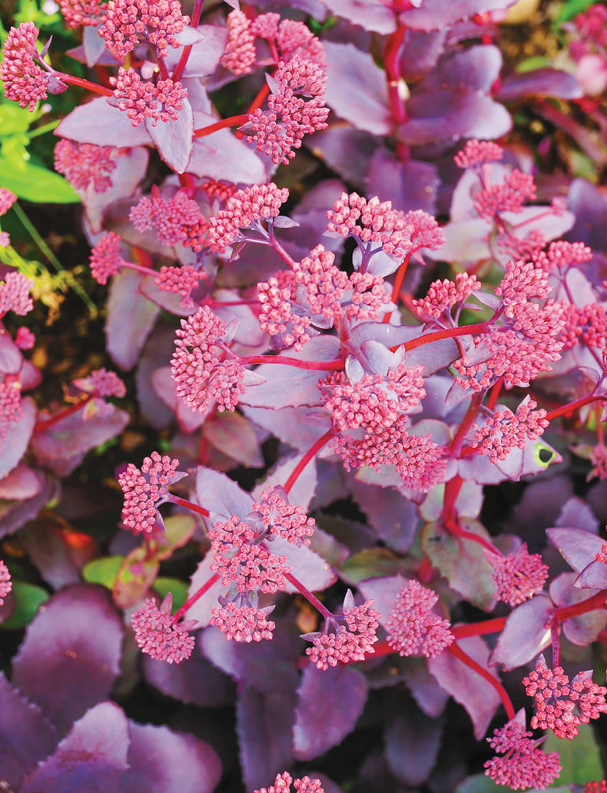 Sedum SunSparkler Cherry Tart