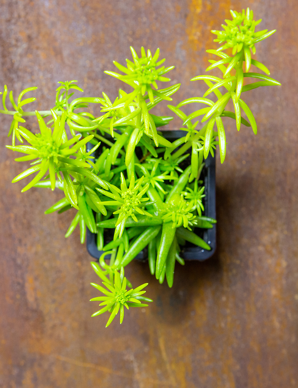 Sedum Gold Mound