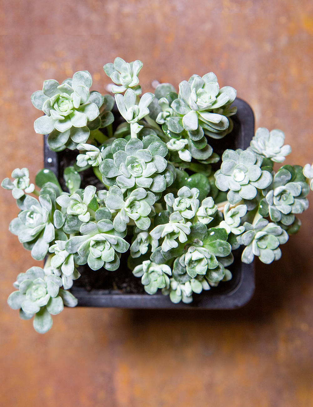 Sedum Goblin Silver