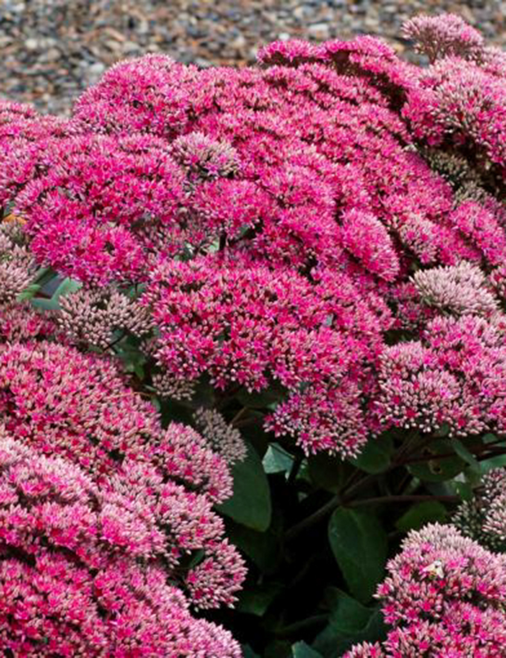 Sedum 'Thunderhead'