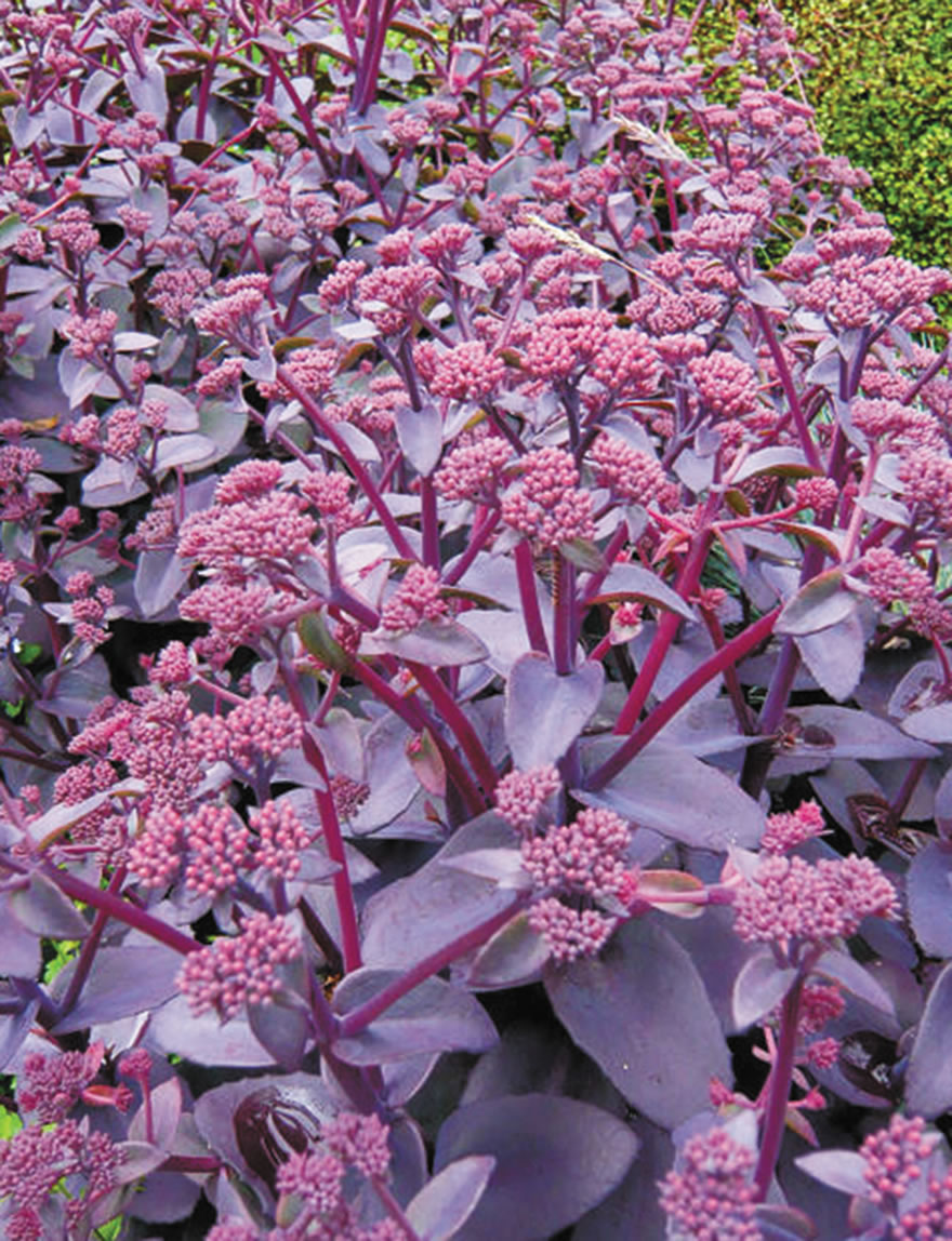 Sedum Xenox