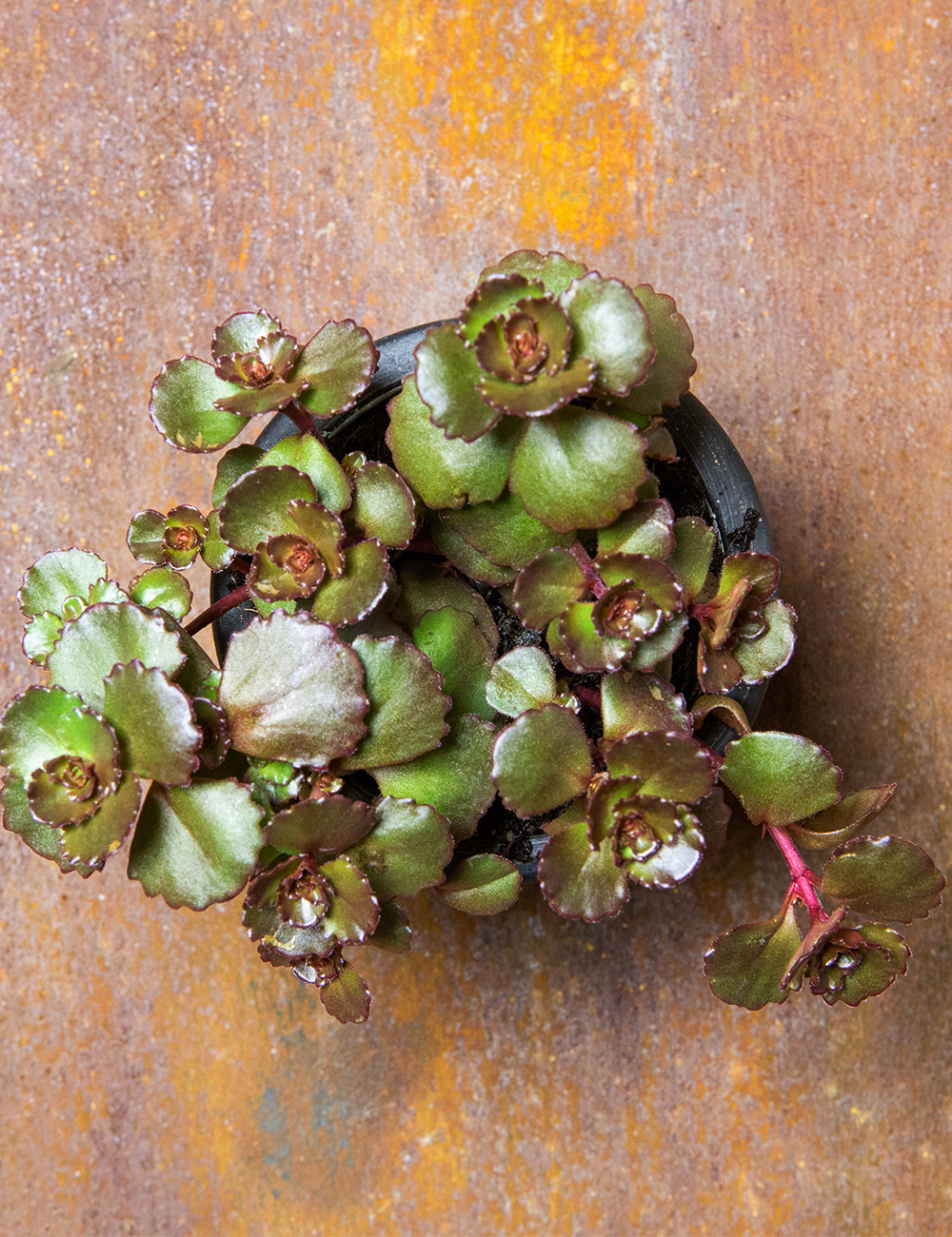 Sedum 'Dragon's Blood'