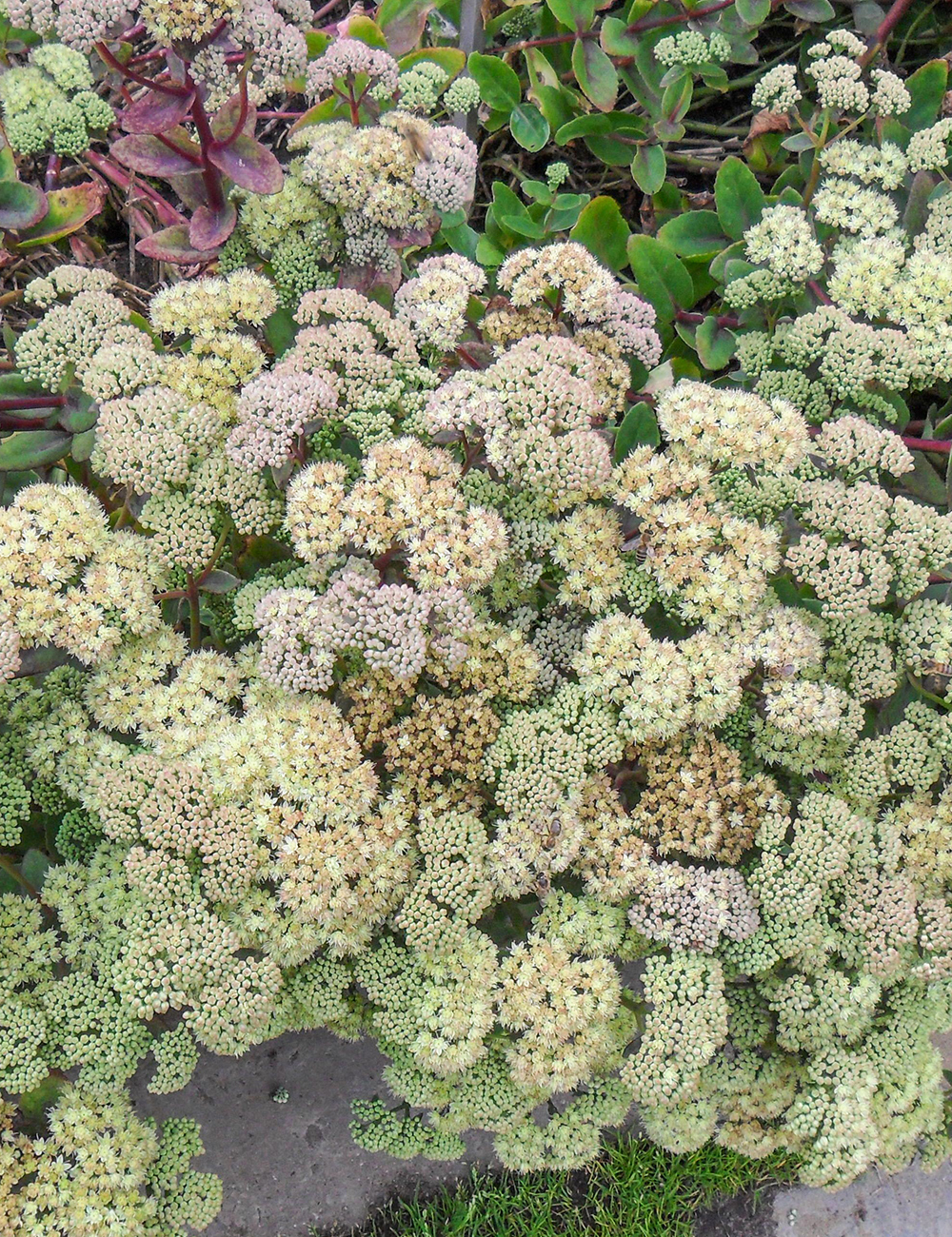 Sedum 'Gooseberry Fool'