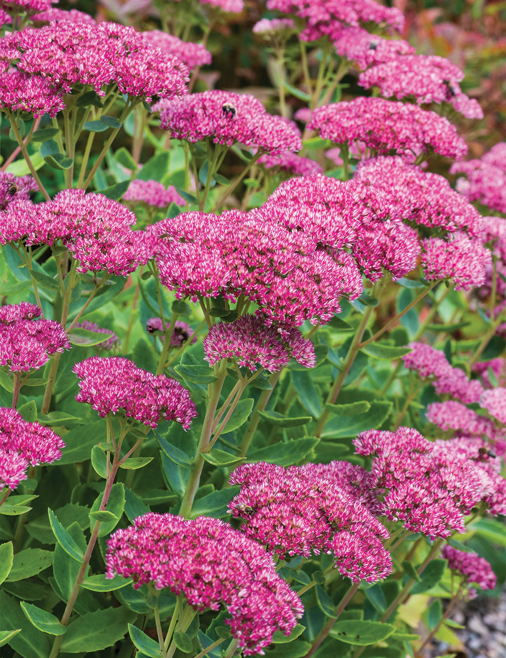 Sedum 'Autumn Joy'