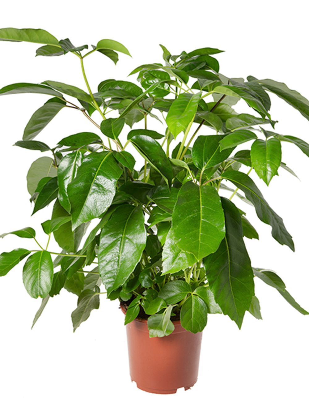 Umberella Plant